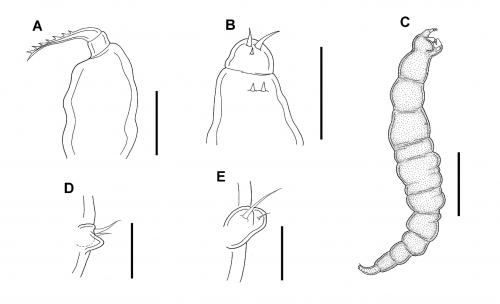 Strepus elongatus_雄.jpg