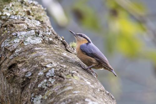 茶腹鳾