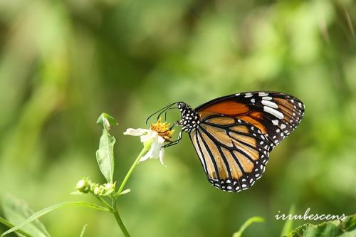 N02-2 虎斑蝶