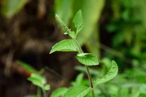 耳葉刺蕊草