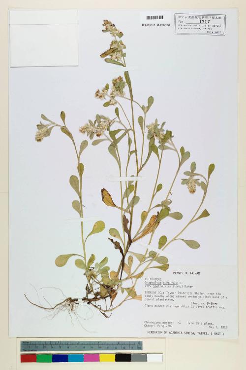 Gnaphalium purpureum L. var. spathulatum (Lam.) Baker_標本_BRCM 5558