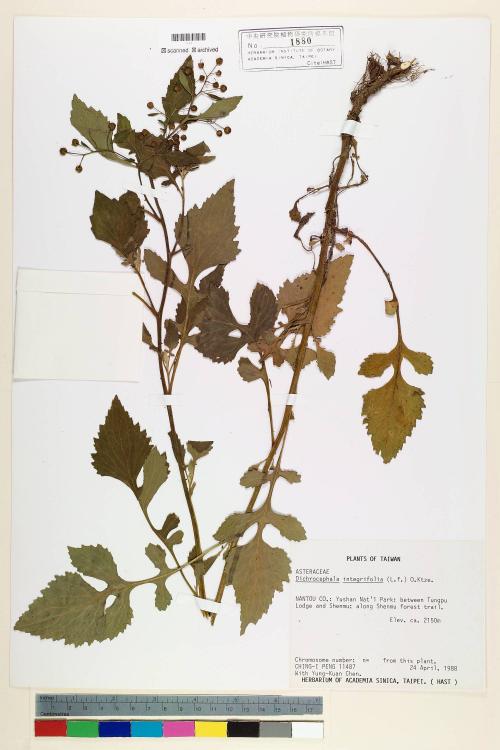 Dichrocephala integrifolia (L. f.) Kuntze_標本_BRCM 7083