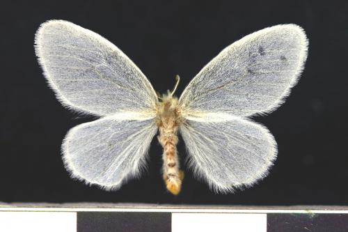 乳白毒蛾／Euproctis simplex Wileman, 1911