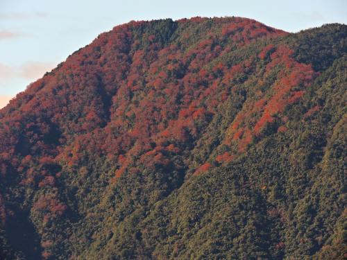 臺灣水青岡