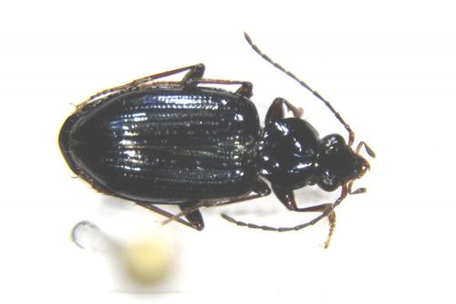 Bembidion shunichii_male