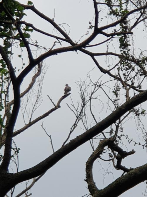 金背鳩(台灣亞種)