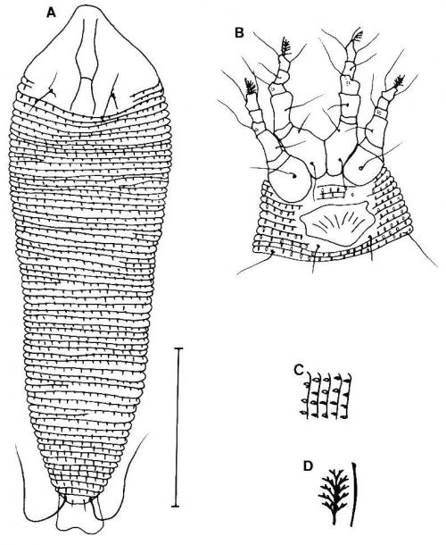 Phyllocoptes mediotransversus Huang, 2001