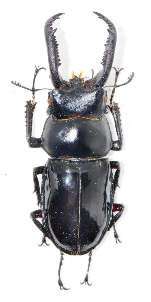 Pseudorhaetus sinicus concolor 漆黑鹿角鍬形蟲