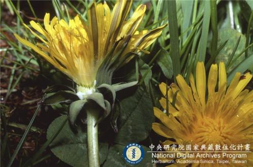 Taraxacum officinale F.H. Wigg._BRCM 6130