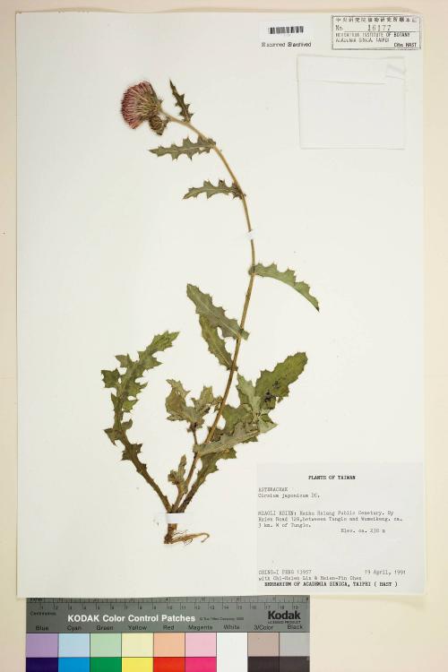 Cirsium japonicum DC._標本_BRCM 5899