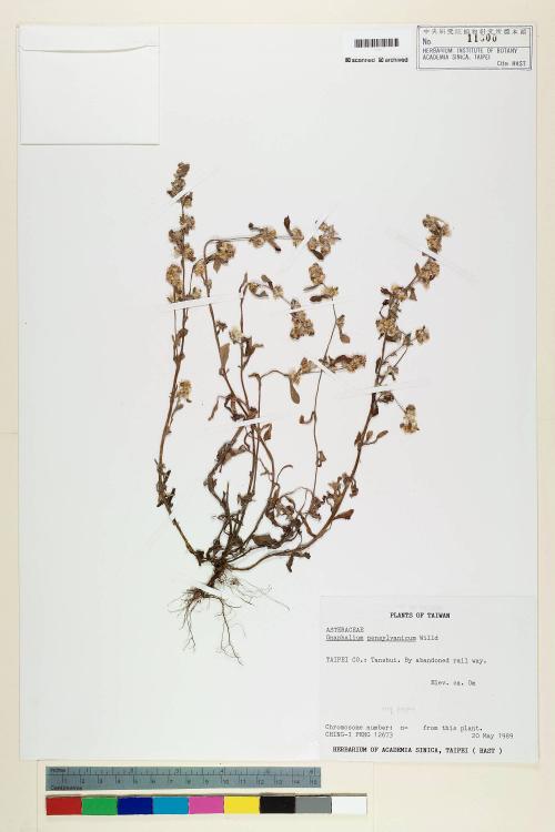 Gnaphalium pensylvanicum Willd._標本_BRCM 5617