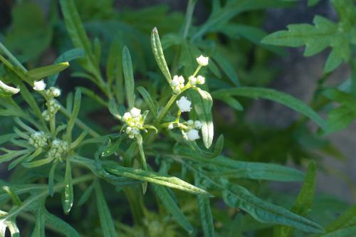 銀膠菊