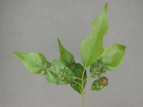 Cycloneuroterus abei 生長於圓果青剛櫟上的蟲癭
