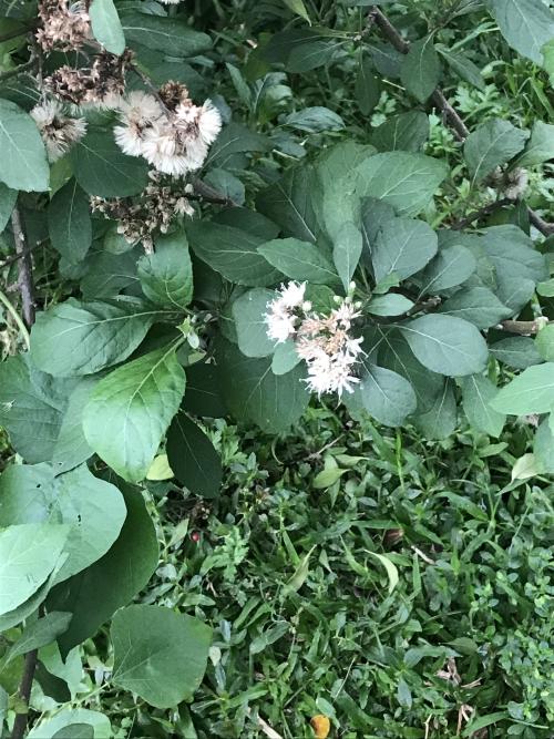 南非葉 (扁桃斑鳩菊)