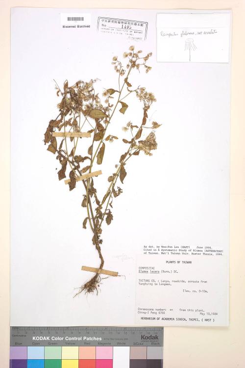 Blumea lacera (Burm. f.) DC._標本_BRCM 3759