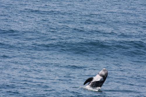 2010年臺灣東岸所記錄到的瑞氏海豚