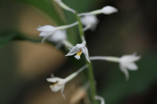 白花肖頭蕊蘭
