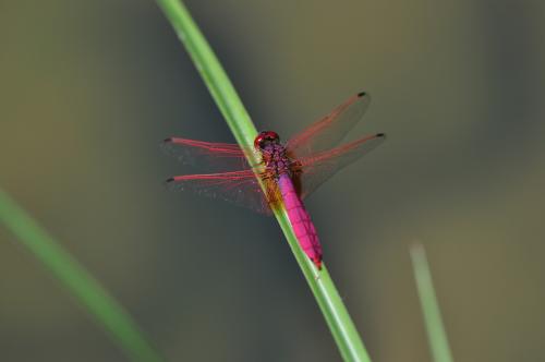 紫紅蜻蜓@ Trithemis aurora_台北內湖 .jpg