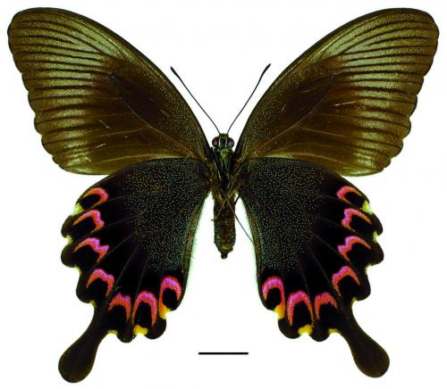 Papilio paris nakaharai Shirôzu, 1960 琉璃翠鳳蝶