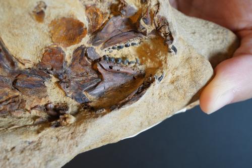 恆春四溝的更新世真鯛化石標本