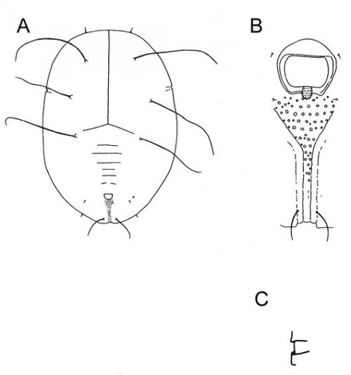 Massilieurodes multipori  (Takahashi, 1932)  多孔粉蝨