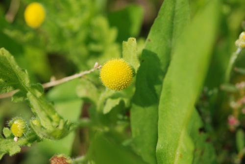 線球菊