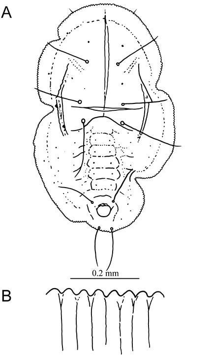 Cohicaleyrodes rubi  (Takahashi, 1933)  懸鉤子摺粉蝨