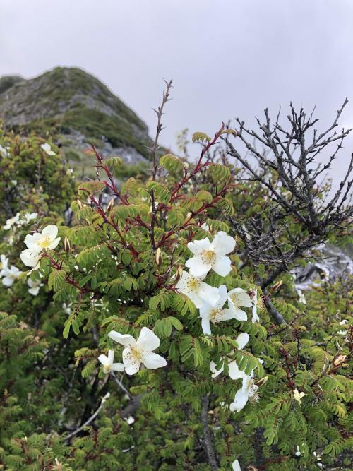 玉山野薔薇