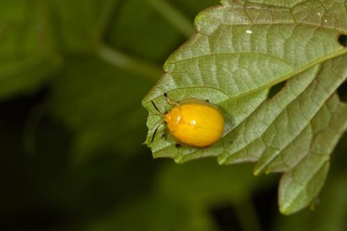 黃偽瓢螢金花蟲