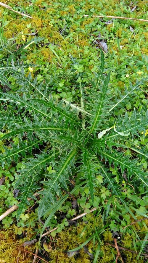 阿里山薊