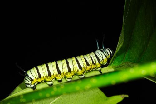 20090926_347203_Tirumala limniace limniace_l.jpg