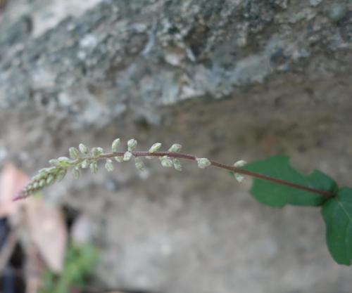 假川牛膝