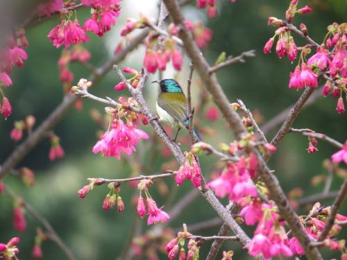 叉尾太陽鳥