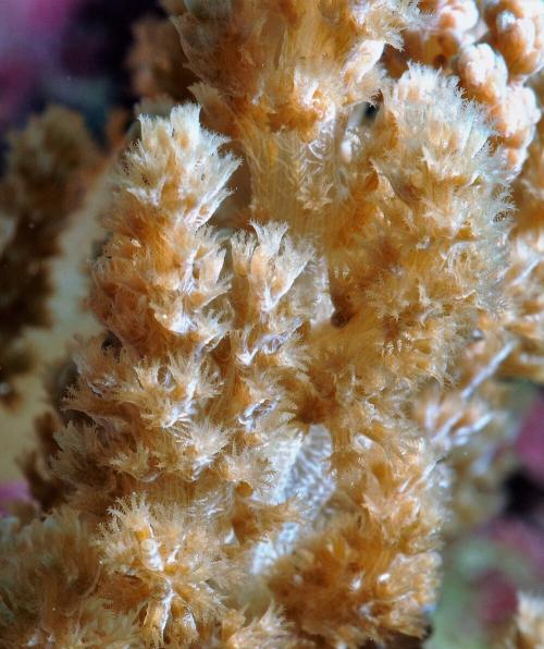 柔軟錦花軟珊瑚