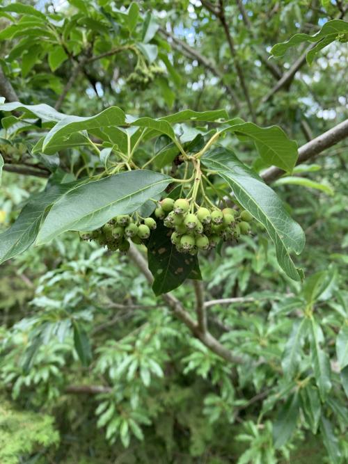 玉山假沙梨