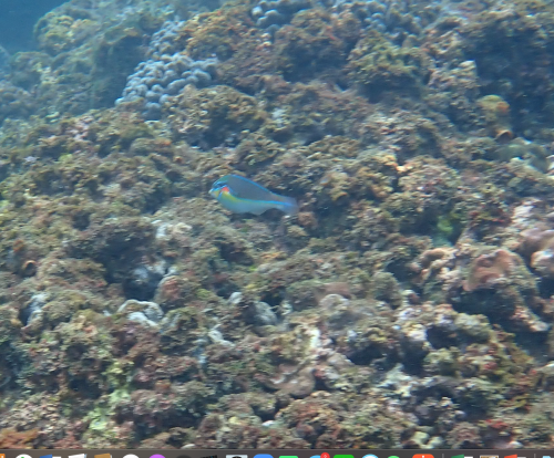 黑星紫胸魚