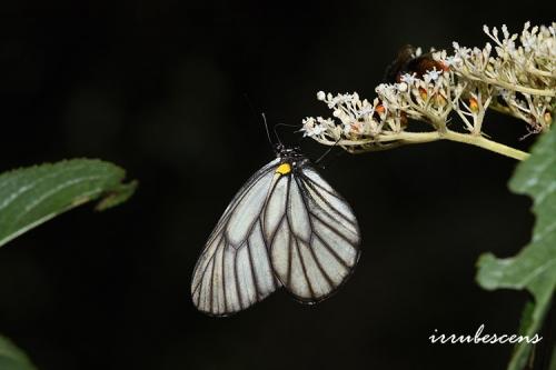 F02-2 白絹粉蝶