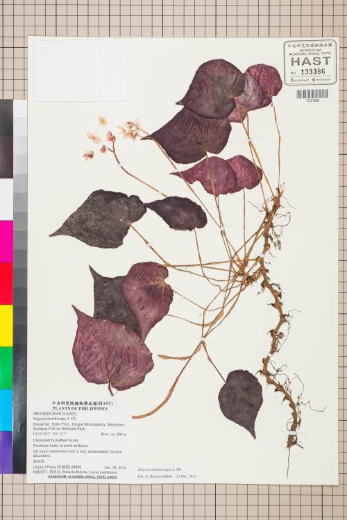 Begonia rhombicarpa標本_BRCM 2659