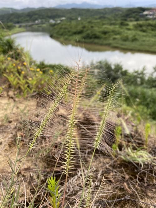 大穗茅根