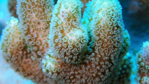 小葉指形軟珊瑚