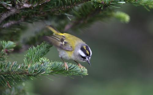 火冠戴菊鳥