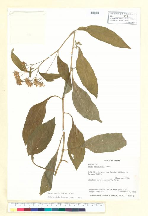 Aster leiophyllus Fr. & Sav._標本_BRCM 5264