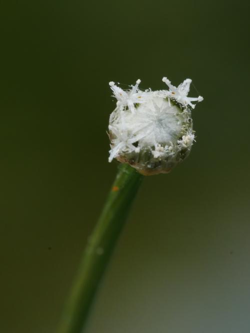 小穀精草