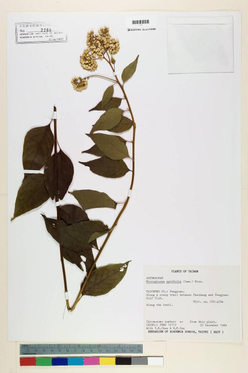 Microglossa pyrifolia (Lam.) Kuntze_標本_BRCM 7188