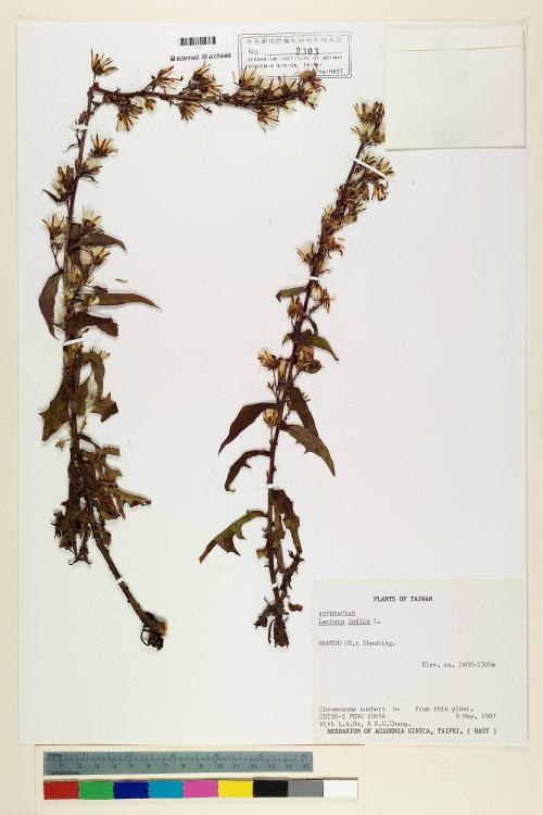 Lactuca indica L._標本_BRCM 6985