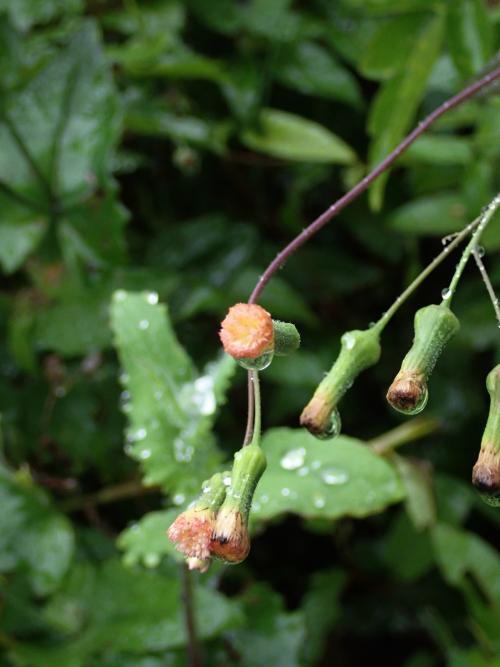 粉黃纓絨花