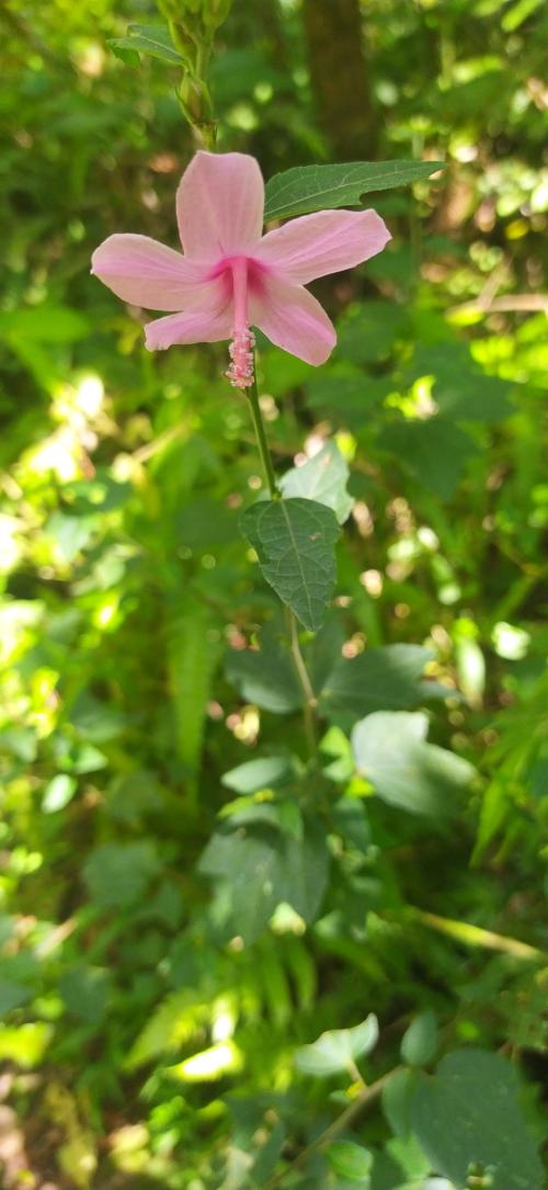 地桃花 (肖梵天花)