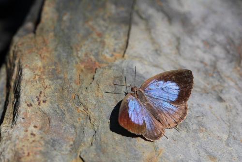 小紫灰蝶，雌