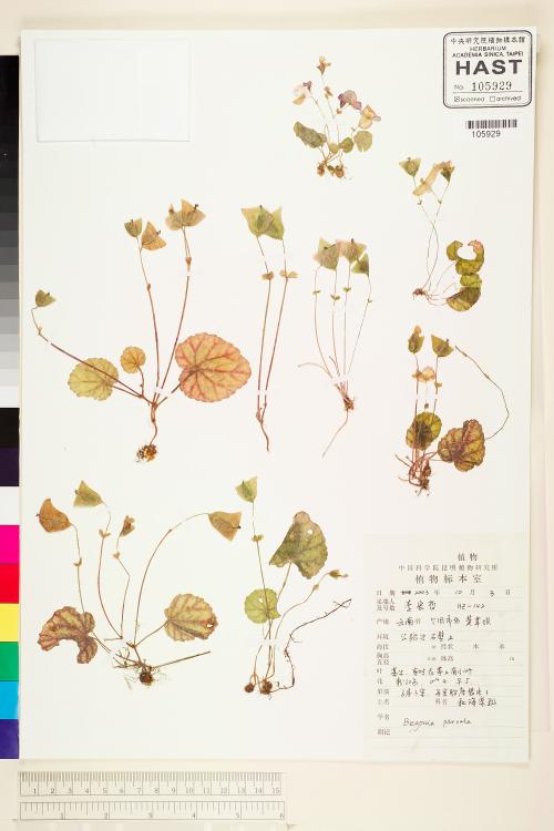 Begonia parvula標本_BRCM 1852