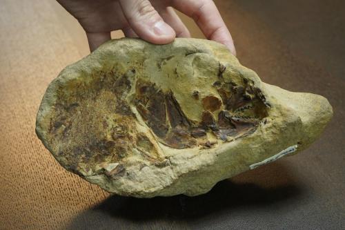 真鯛化石標本